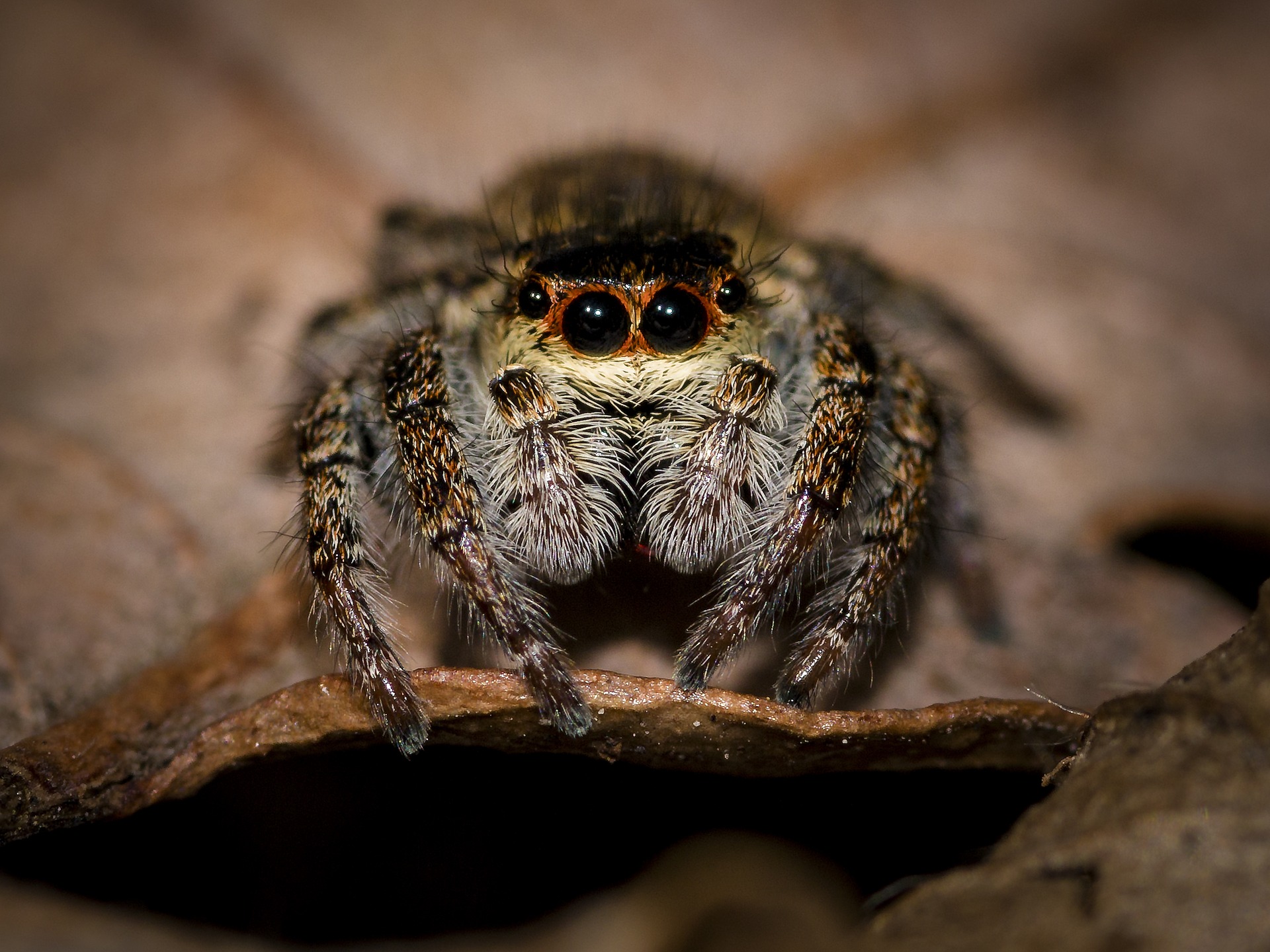 Facts About Meridian Jumping Spiders Get Lost Pest Control