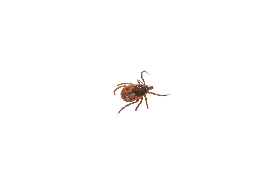 New Plymouth tick exterminator, new plymouth tick, new plymouth tick control, new plymouth tick extermination