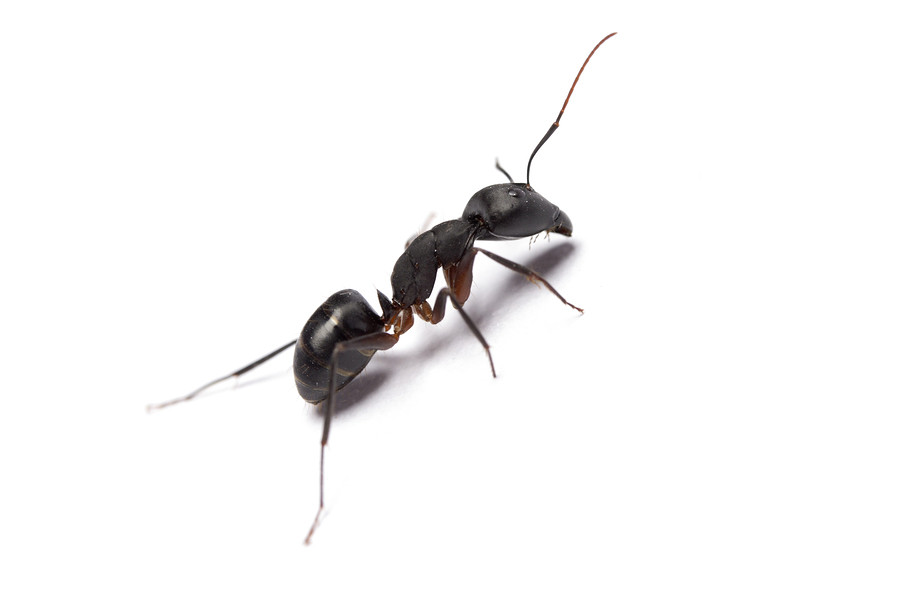 weiser ant control, weiser ant extermination, weiser ant exterminator, ant exterminator weiser