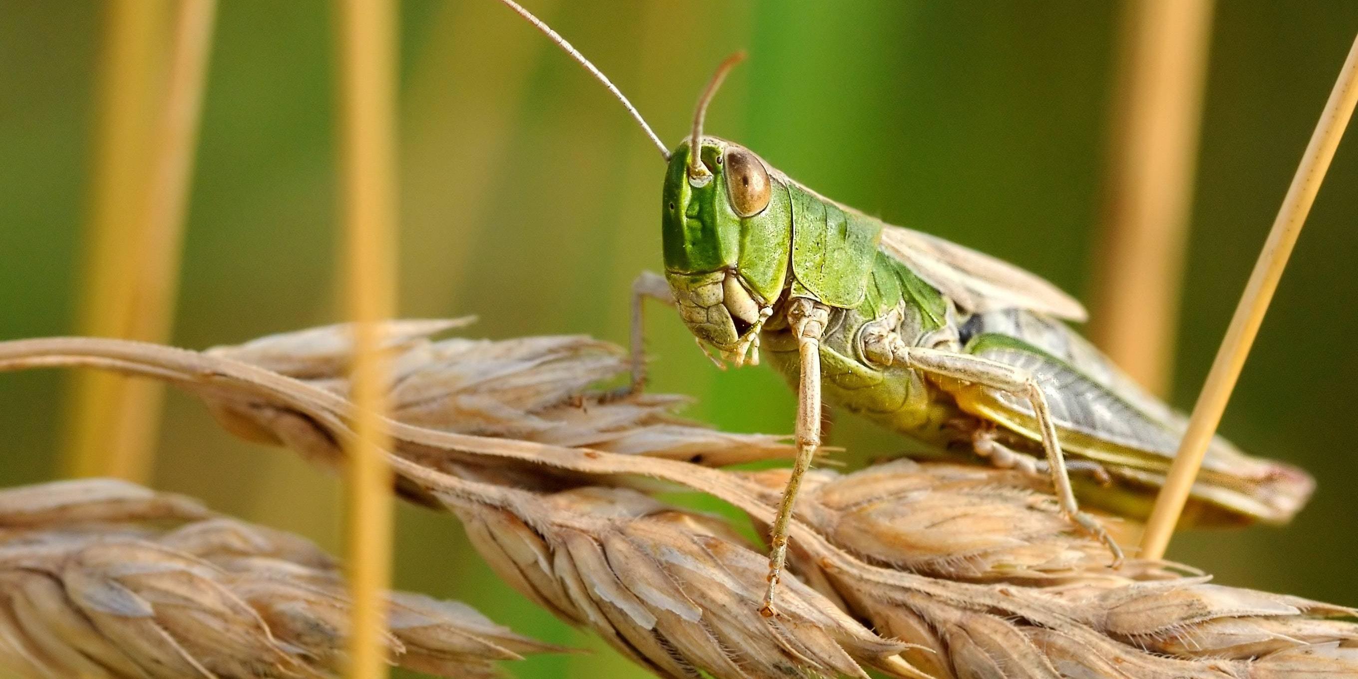 Going, Going, Gone: Natural Grasshopper Elimination - Get Lost Pest Control