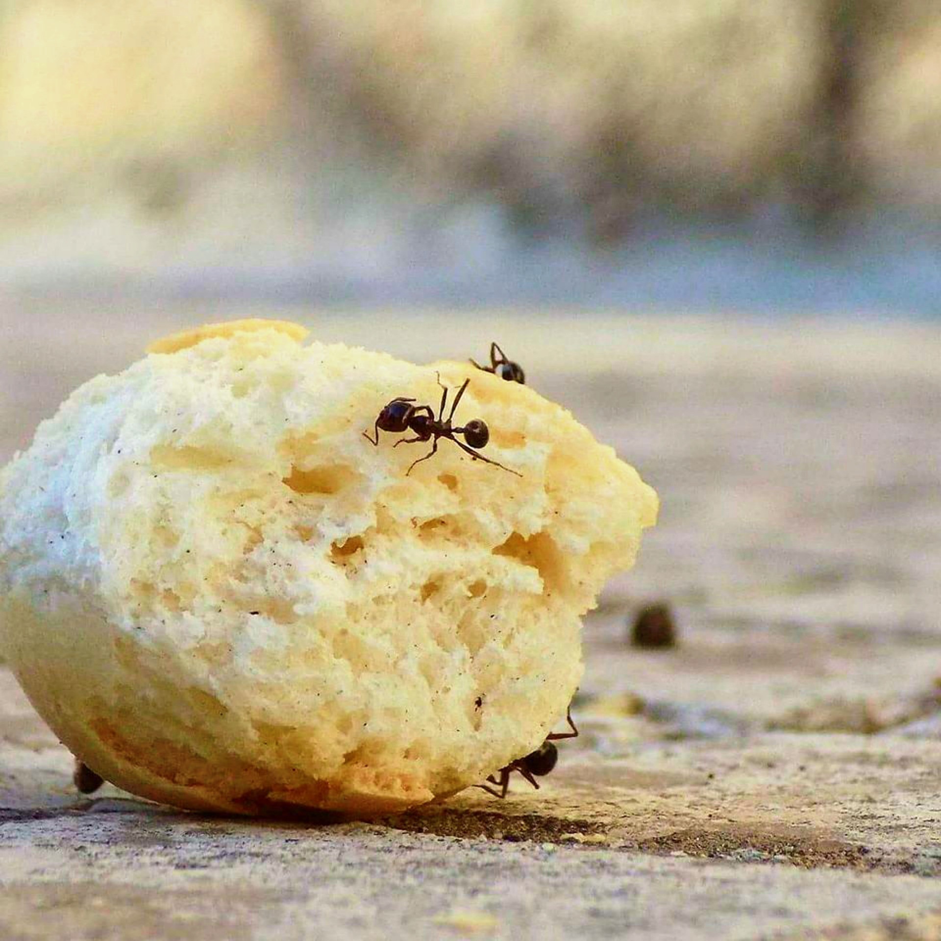 Sugar Ants? Or something Else? I Garden Valley Ant Control ...