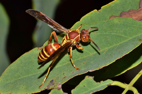 new plymouth paper wasp exterminator, new plymouth wasp exterminator, new plymouth wasp extermination, new plymouth wasp control