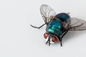 weiser fly exterminator, weiser fly extermination, weiser house fly exterminator, weiser house fly extermination