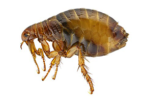 New Plymouth exterminator, New Plymouth flea control, New Plymouth fleas, New Plymouth flea extermination