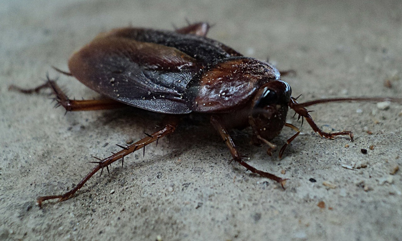 Meridian Cockroach Control - Get Lost Pest Control