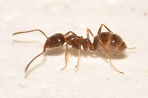 Middleton ant control, middleton ant extermination, middleton ant exterminator, ant exterminator middleton