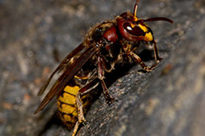 Payette hornet control, payette hornet extermination, payette hornet exterminator, hornet exterminator payette