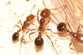 kuna ant control, kuna ant extermination, kuna ant exterminator, ant exterminator kuna