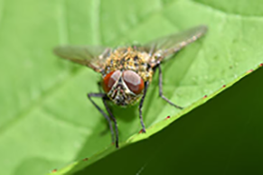 Garden city fly exterminator, garden city fly extermination, garden city house fly exterminator, garden city house fly extermination