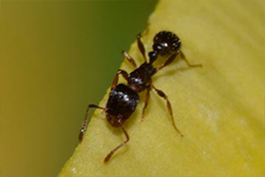 Garden city ant control, garden city ant extermination, garden city ant exterminator, ant exterminator garden city