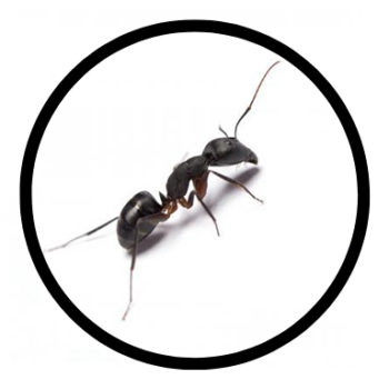 ant-0