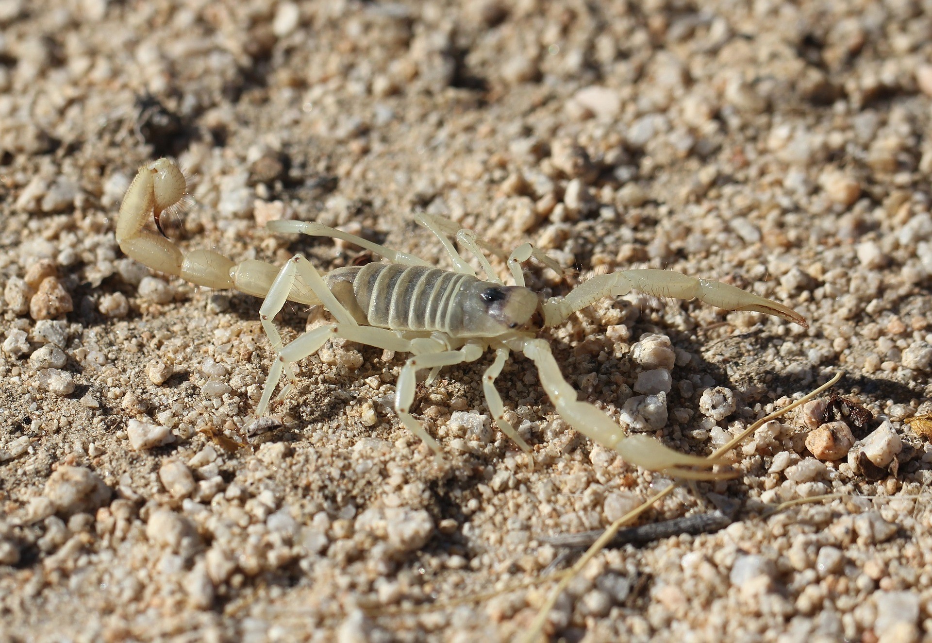 scorpion, scorpion control, idaho scorpion, scorpion facts