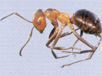 Allegheny-Mound-Ant