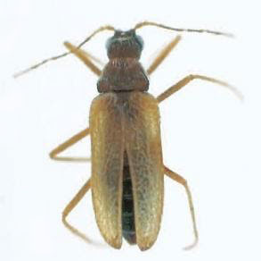 Odd beetle, odd beetle facts, odd beetle trais, beetle control