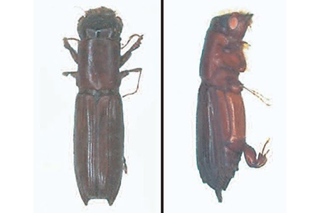 Ambrosia beetle, Ambrosia beetles, Ambrosia beetle facts
