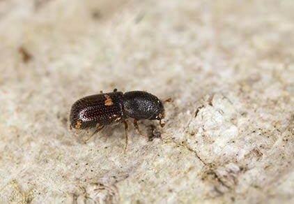 bark beetle, bark beetles, bark beetle facts, bark beetle characteristics, bark beetle habitats