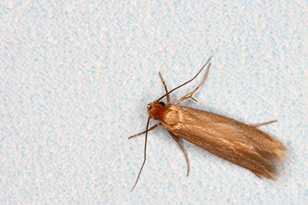 webbing clothes moths, webbing clothes moth, webbing clothes moth facts