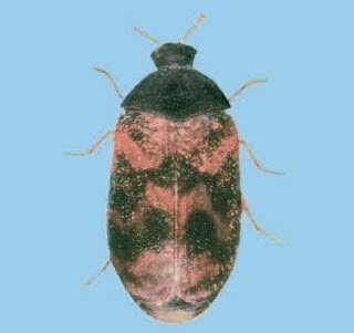 warehouse beetle, warehouse beetles, warehouse beetle facts, warehouse beetle behaviors