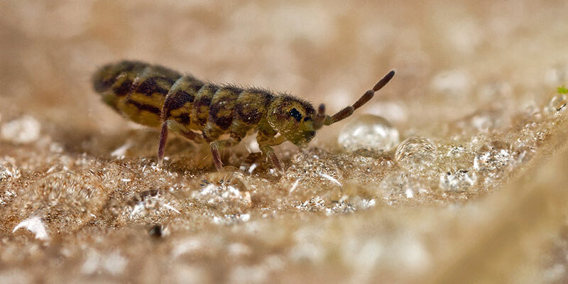 Springtail, Insects, Soil Dwellers, Microarthropods