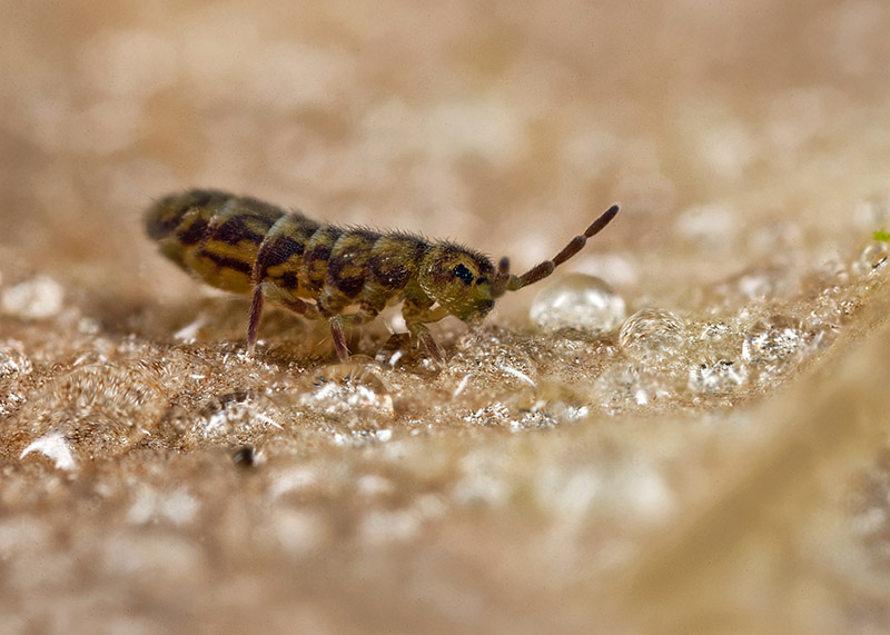 Springtail infestations and where to treat