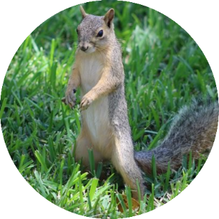 squirrels_img